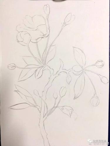 画出来的垂丝海棠花～是不是更美?