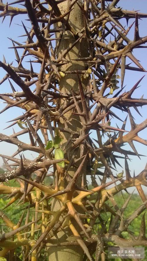 皂角树苗,皂角苗,皂刺苗,造刺苗出售,药材绿化两用,品种纯正