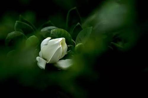 在古代这些花名竟是这样的