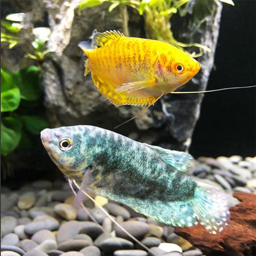 小型热带鱼观赏鱼球科鱼曼龙鱼活体鱼球孔雀鱼神鱼