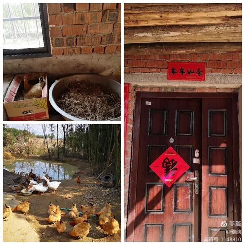 我们过年,鸡舍也贴了春联.