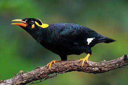 鹩哥叫声响亮清晰,能模仿和发出多种有旋律的音调,多