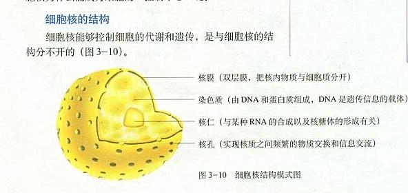 细胞核的结构及其个结构的主要功能