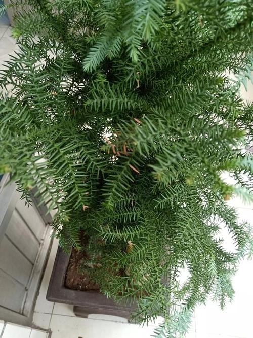 澳洲杉有一点黄叶,那可不是小事情.快查原因,否则离光头不远了