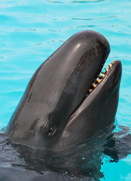 鲸目·海豚科·伪虎鲸属:伪虎鲸