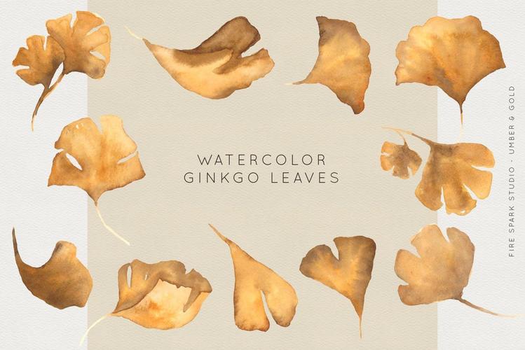 秋天温暖金色调银杏叶水彩插图素材 ginkgo leaf watercolor