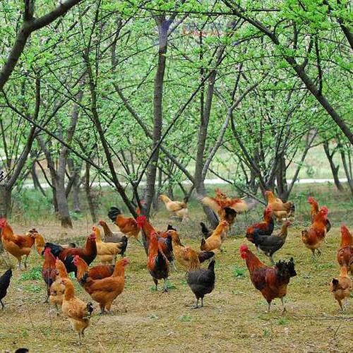 皇塬绿野 散养土鸡