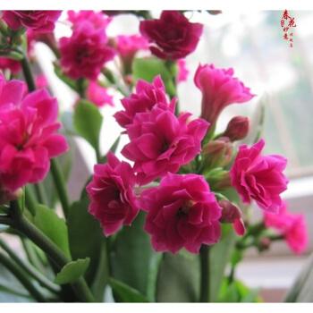 室内绿植盆栽花卉长寿花重瓣带花苞花盆栽花带原土带花苞发货长寿花紫