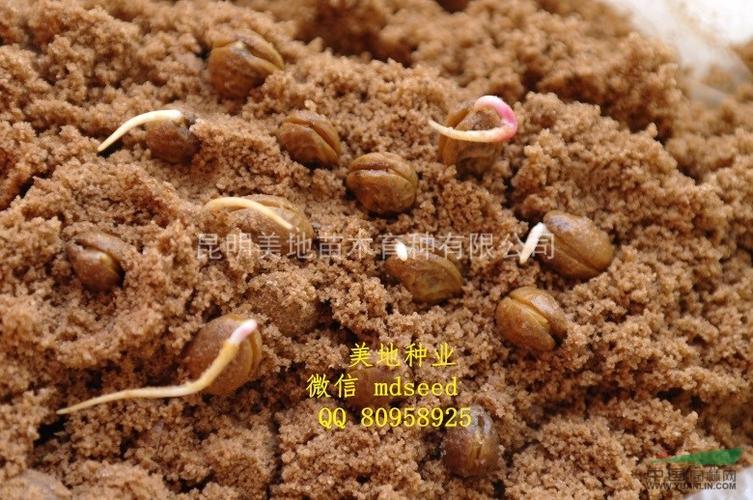 冬樱花种子当年4月新种有现货