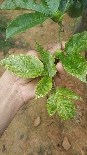 百香果出现尾梢黄叶是什么问题?