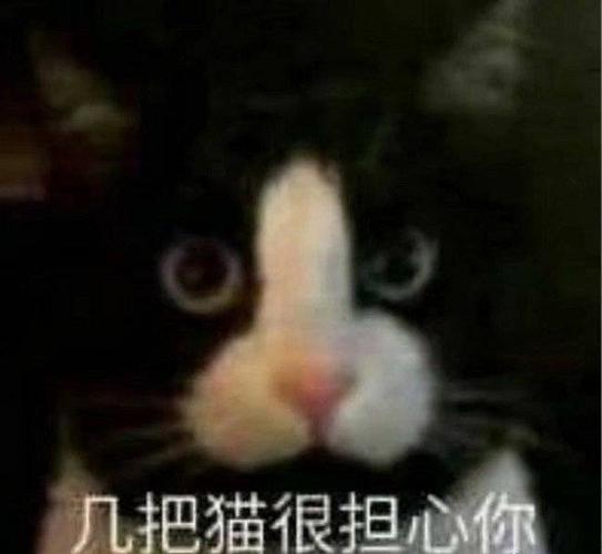 有几把猫担心有几把猫担心笨黑猫蛙