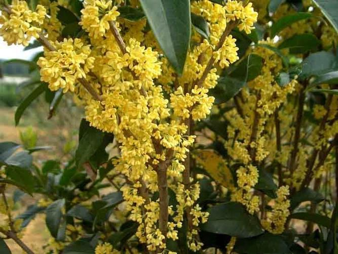 桂花的花语象征