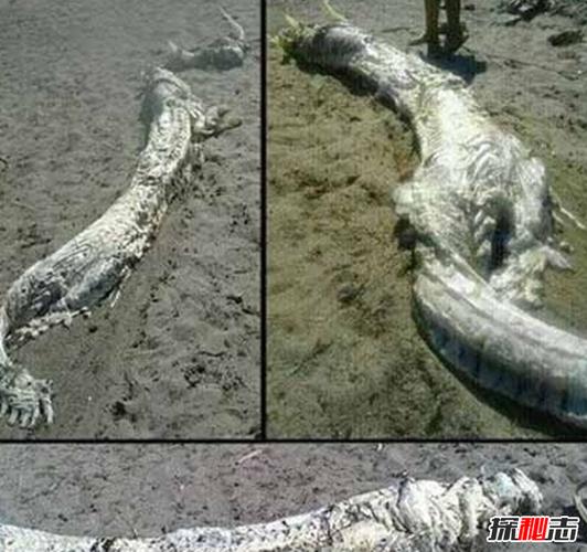 出售龙照片卖钱,但是的报纸也拍摄了图片并存盘至今,标题是"蛟类涸毙"