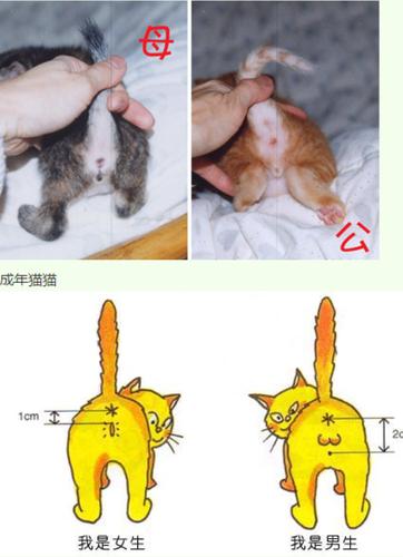 怎样分辨加菲猫公母