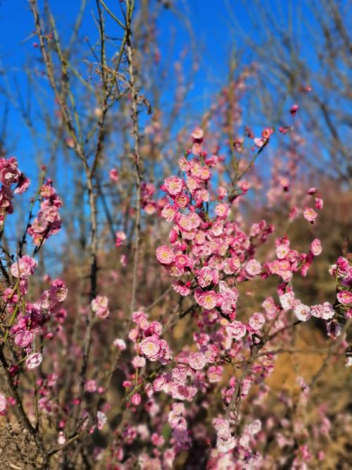 塔子山梅花基地