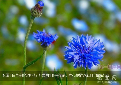 白羊座的守护花,矢车菊花语