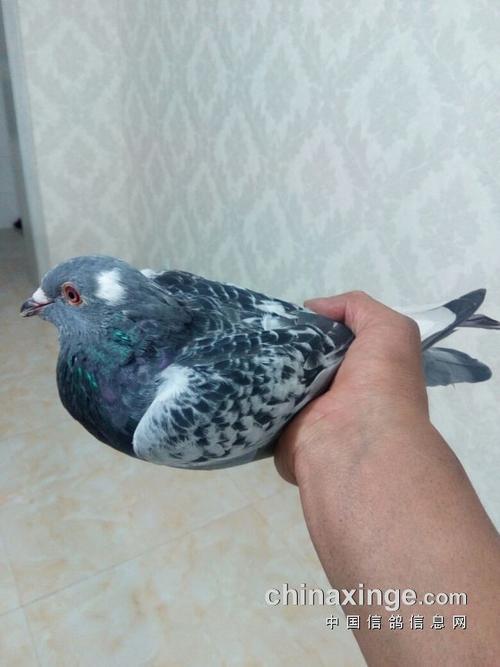 准备参加春赛的鸽子死了(图)