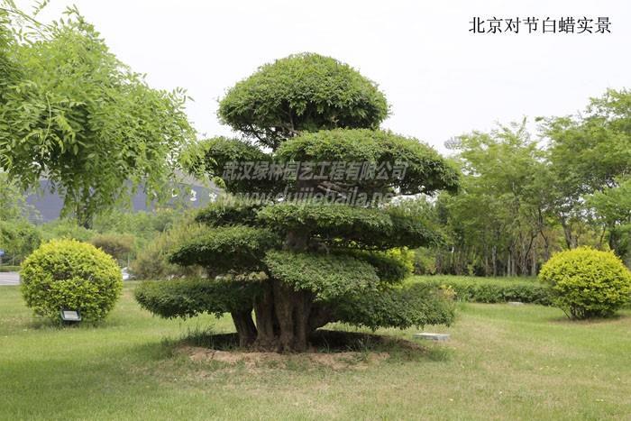 按热门关键词字母分类(l) 绿化树种 对节白蜡造型景观树是目前苗木