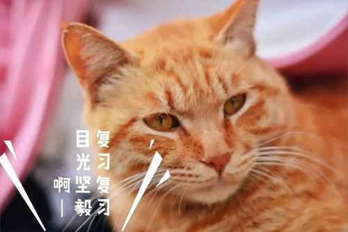 收下考试周专属表情包收获你的专属好成绩