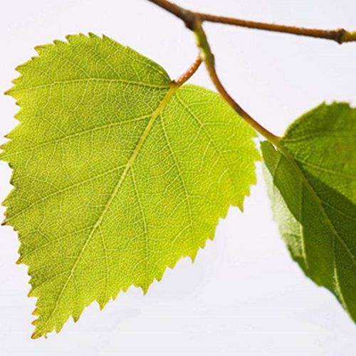 桦树叶提取物10:1 桦树叶粉 溶解好 1kg起订 量大从优