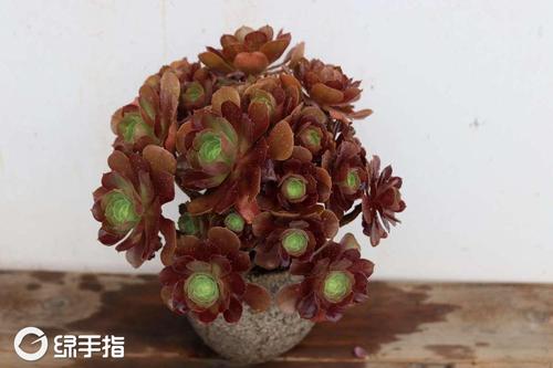 韶秀法师