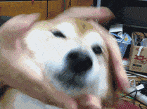 请跟我学—— 标准姿势 抬起右手或者右爪 轻轻搭在狗头上 口中念念