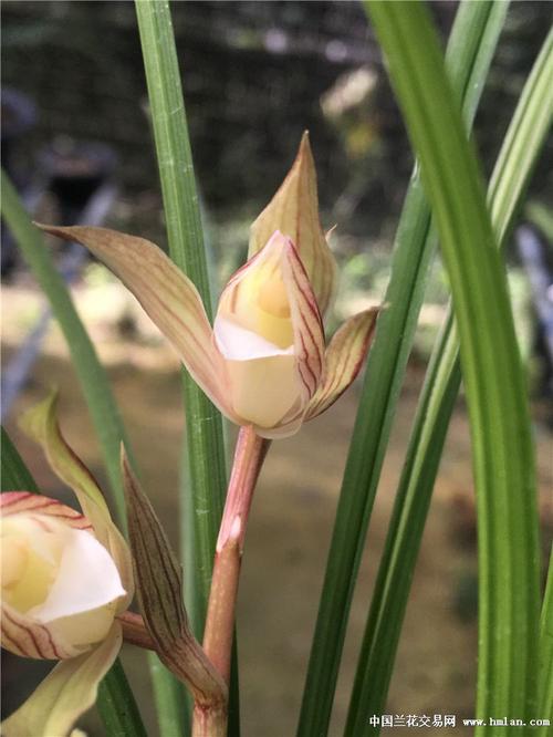 春剑彩花素心开花