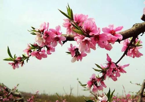 樱花,桃花,杏花,梨花,李花,海棠花你分的清