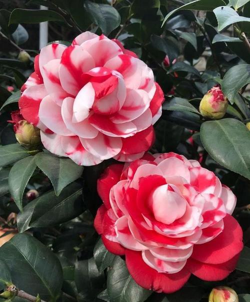 在秋天是非常适合养茶花的,茶花虽然是冬春季节开花的花卉,但还是