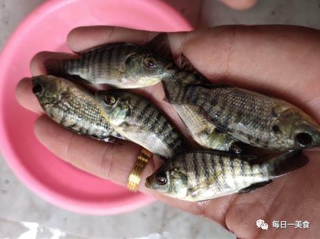 4种常见却有毒的淡水鱼如果钓到要当心第3种就连鱼卵都有毒