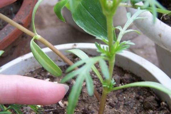 波斯菊什么时候播种几月波斯菊怎么摘心图解方法