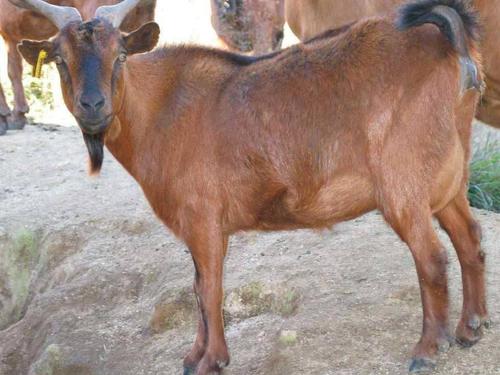 品种名:黄山羊 重量:50-80斤 用途:肉羊 公母:统货