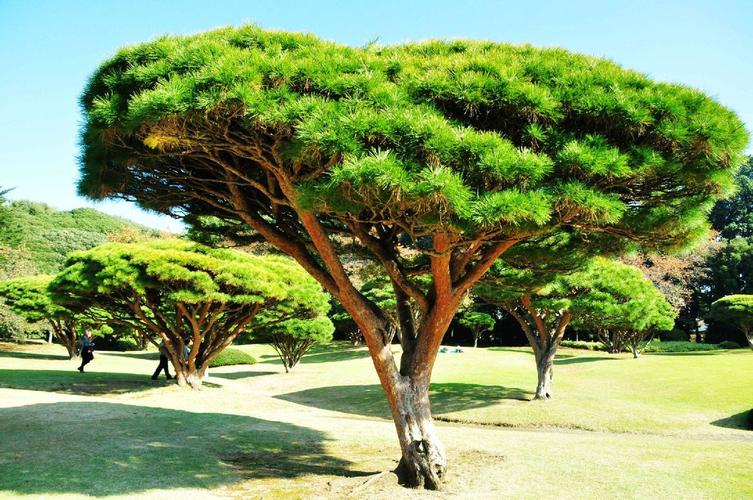 绝大多数是高大乔木,高达20～50米,由于长期