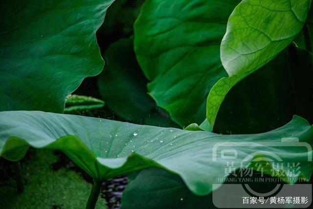 暴雨中碧绿的莲叶,夏雨里的荷塘,荷叶上姿态不一的迷人水珠