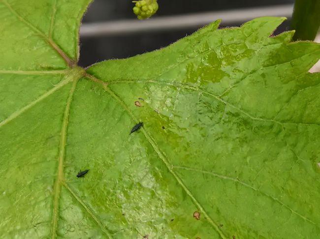 葡萄开花结果期,不能忽略蓟马,花期不预防,农友悔断肠