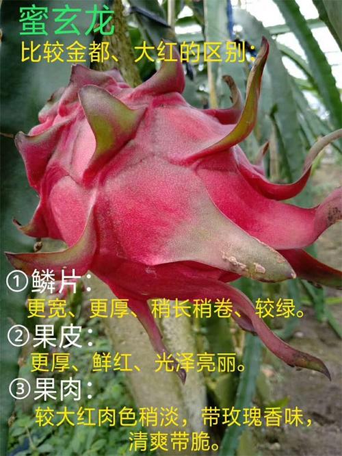 蜜玄龙火龙果