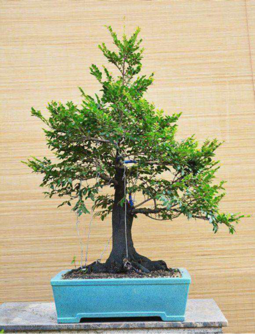 很多收藏家喜欢收集黑骨香老桩制成的工艺品,因此它制成的摆件均价值