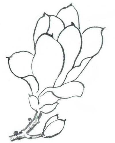 玉兰花的工笔画法:分步骤讲解玉兰花工笔画画法,简单易学!