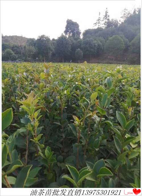 长沙油茶苗甩卖上宏景