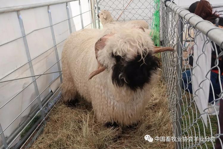 羊业分会新西兰羊业考察第四篇--十多个品种千余只顶级种羊集中亮相