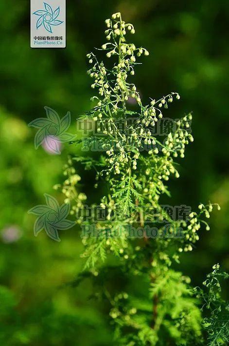 这些蒿属植物你认识吗