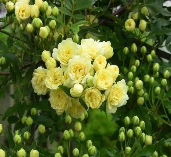 夏天要种就种木香花,比绿萝都好养,花香浓郁,关键还能