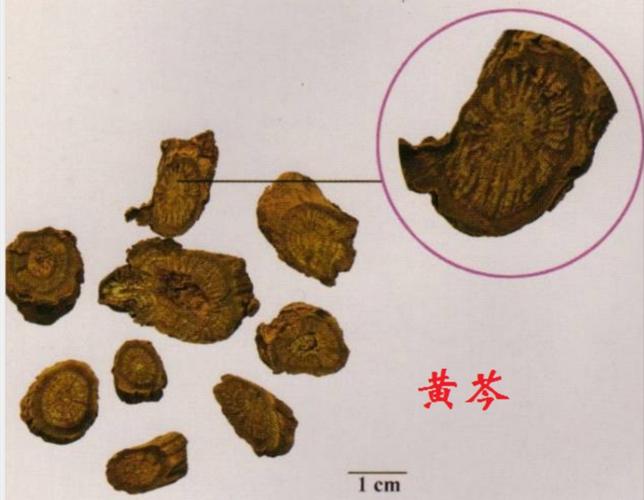 知识普及双黄连是治疗什么的药物组成功能注意事项