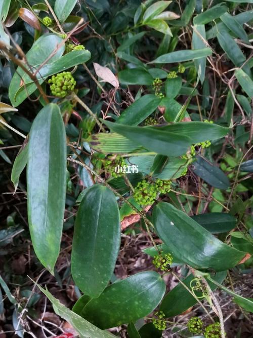 野生土茯苓开花了 拿回泡茶吃_泡茶