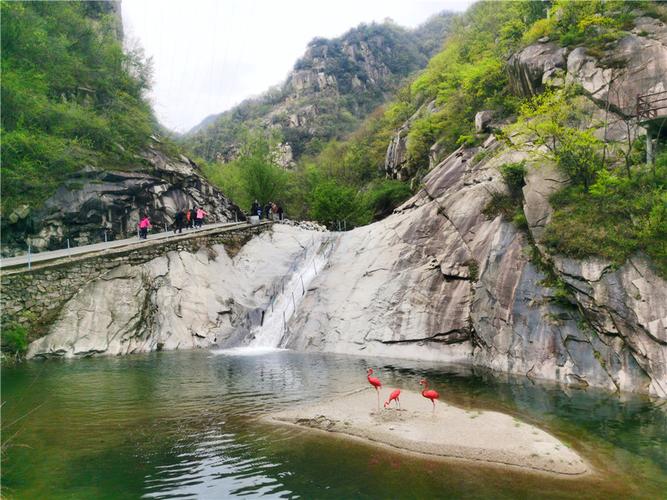 鲁山县诗景龙潭杜鹃盛放 灿若云霞惊艳游人