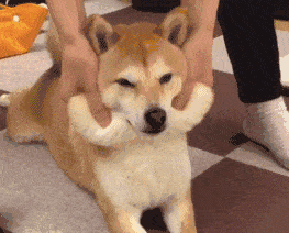 谁说柴犬只有表情包!护妹狂魔mogu第一个不服!