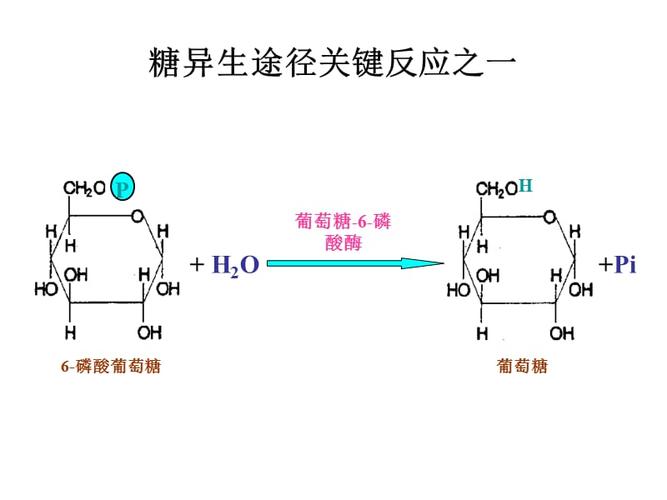 糖异生及糖原合成.ppt