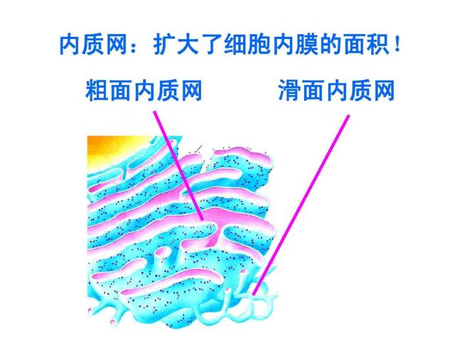 粗面内质网 滑面内质网
