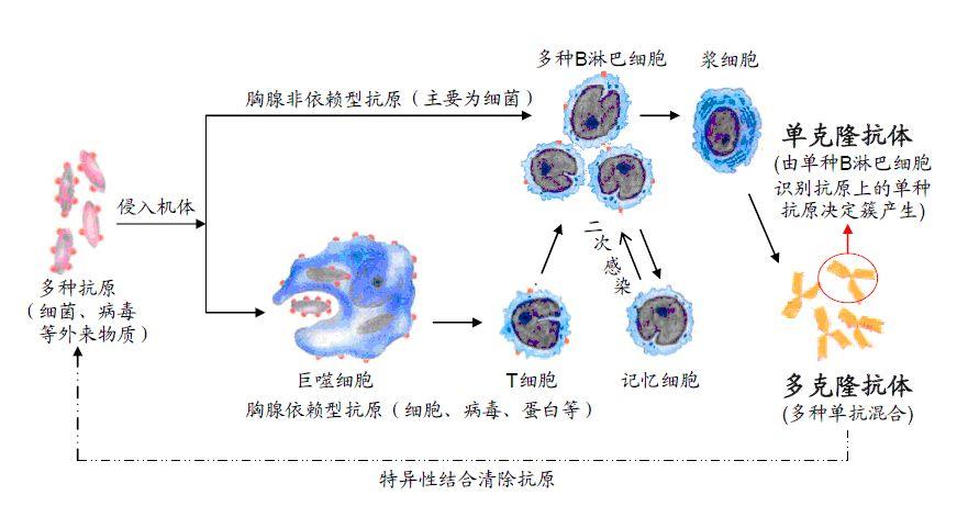 一文揭开抗体免疫的面纱中和抗体和疫苗的区别是什么