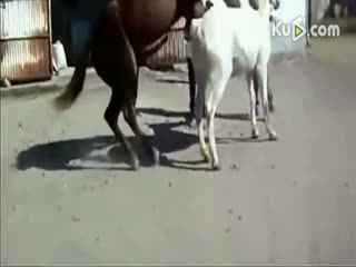 动物自然繁殖篇——马和驴